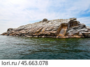 Озеро Байкал. Поселение бакланов на острове Ижилхей (Еленка) Стоковое фото, фотограф Александр Тараканов / Фотобанк Лори
