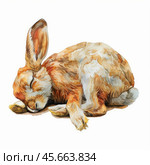 Cute brown hare sleeping peacefully in watercolor painting. Стоковое AI-изображение, AI-художник Иван Рябоконь / Фотобанк Лори