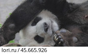 Giant panda is sleeping (Ailuropoda melanoleuca) also known as the panda bear or simply the panda, is a bear native to south central China. Стоковое видео, видеограф Андрей Армягов / Фотобанк Лори