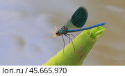 Beautiful demoiselle (Calopteryx virgo) is a European damselfly belonging to the family Calopterygidae. It is often found along fast-flowing waters where it is most at home. Стоковое видео, видеограф Андрей Армягов / Фотобанк Лори