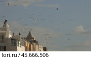 Seagulls flying over walled city of Essaouira (2018 год). Стоковое видео, видеограф Михаил Коханчиков / Фотобанк Лори