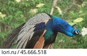 Peacocks sitting on branch in forest. Стоковое видео, видеограф Михаил Коханчиков / Фотобанк Лори