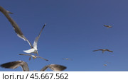 Many seagulls fly against blue sky at sunny day. Стоковое видео, видеограф Михаил Коханчиков / Фотобанк Лори