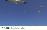 Many seagulls fly against blue sky at sunny day. Стоковое видео, видеограф Михаил Коханчиков / Фотобанк Лори
