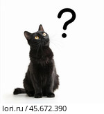 Black cat pondering a question mark, embodying curiosity and inquisitiveness. Стоковое AI-изображение, AI-художник Иван Рябоконь / Фотобанк Лори