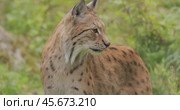 The Eurasian lynx (Lynx lynx) in the forest. Стоковое видео, видеограф Андрей Армягов / Фотобанк Лори