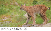 The Eurasian lynx (Lynx lynx) in the forest. Стоковое видео, видеограф Андрей Армягов / Фотобанк Лори