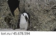 One little African penguin on sandy beach hiding between rocks. Spheniscus demersus or jackass penguin. Colony on Boulders Beach Nature Reserve in Simon's Town in South Africa. Wildlife nature birds. Стоковое видео, видеограф Vladimir / Фотобанк Лори