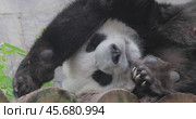 Giant panda is sleeping (Ailuropoda melanoleuca) also known as the panda bear or simply the panda, is a bear native to south central China. Стоковое видео, видеограф Андрей Армягов / Фотобанк Лори