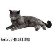Young gray cat on a white background. Стоковое фото, фотограф Ласточкин Евгений / Фотобанк Лори