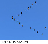 Flock of Canada geese (Branta canadensis) flying in blue sky. Стоковое фото, фотограф Валерия Попова / Фотобанк Лори