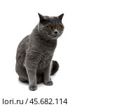 Beautiful gray cat isolated on white background. Стоковое фото, фотограф Ласточкин Евгений / Фотобанк Лори