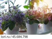 Цветение разноцветных фиалок сенполий на подоконнике. Стоковое фото, фотограф Евгения Золкина / Фотобанк Лори