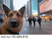 Police dog close-up against the background of a big city street. Стоковое AI-изображение, AI-художник Евгений Харитонов / Фотобанк Лори
