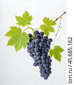 Bunch of ripe grapes with water droplets isolated on white background. Стоковое фото, фотограф Андрей Аркуша / Фотобанк Лори