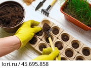 Gardener planting flowers. Female Hands Working with Soil, Natural Small Pots. Fertility. Caring House Plants. Top View. Person Sowing Seeds in Germination Boxes. Growing Seedlings at Home in Spring. Стоковое фото, фотограф Марина Демидюк / Фотобанк Лори
