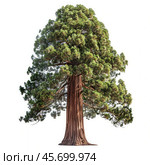Giant sequoia tree standing tall isolated on white background. Стоковое AI-изображение, AI-художник Иван Рябоконь / Фотобанк Лори