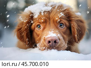 Brown dog lying on snow during snowfall. Стоковое AI-изображение, AI-художник Иван Рябоконь / Фотобанк Лори