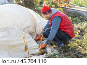 Winter Protection for Garden, winter shelter for garden plants, shelter rhododendrons. Стоковое фото, фотограф Ольга Сейфутдинова / Фотобанк Лори