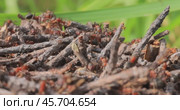 Ant close-up in the wild. Стоковое видео, видеограф Андрей Армягов / Фотобанк Лори