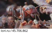 Ant close-up in the wild. Стоковое видео, видеограф Андрей Армягов / Фотобанк Лори