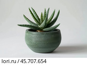Green aloe aristata plant growing in modern concrete pot on white background. Стоковое AI-изображение, AI-художник Иван Рябоконь / Фотобанк Лори