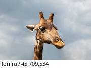 Голова жирафа  на фоне облачного неба. Стоковое фото, фотограф Александр Пеньков / Фотобанк Лори