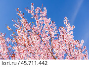 Cherry plum in bloom under clear blue sky. Prunus cerasifera. Стоковое фото, фотограф EugeneSergeev / Фотобанк Лори
