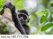 Young black and white colobus monkey holding on branch. Стоковое AI-изображение, AI-художник Иван Рябоконь / Фотобанк Лори