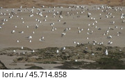 Many seagulls sitting on sand beach. Стоковое видео, видеограф Михаил Коханчиков / Фотобанк Лори