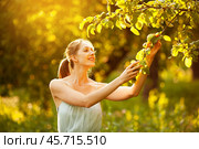 Happy woman picks an apple from a tree. Стоковое фото, фотограф Дмитрий Киселёв / Фотобанк Лори