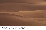 Camel caravan going in sand dunes in Sahara desert (2018 год). Стоковое видео, видеограф Михаил Коханчиков / Фотобанк Лори