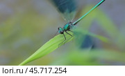 Beautiful demoiselle (Calopteryx virgo) is a European damselfly belonging to the family Calopterygidae. It is often found along fast-flowing waters where it is most at home. Стоковое видео, видеограф Андрей Армягов / Фотобанк Лори