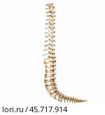 Human spine showing cervical thoracic lumbar and sacral vertebrae. Стоковое AI-изображение, AI-художник Иван Рябоконь / Фотобанк Лори
