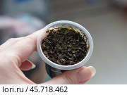 Всходы хищных растений Росянки микс Капских сортов (Drosera capensis) Стоковое фото, фотограф Евгения Золкина / Фотобанк Лори