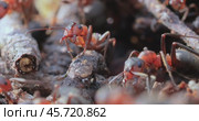 Ant close-up in the wild. Стоковое видео, видеограф Андрей Армягов / Фотобанк Лори