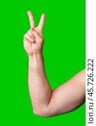 A hand holding up a peace sign against a bright green background. Стоковое фото, фотограф Сергей Толмачёв / Фотобанк Лори