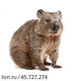 Southern hairy nosed wombat sitting and looking up on white background. Стоковое AI-изображение, AI-художник Иван Рябоконь / Фотобанк Лори