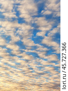 Natural abstract sky background with unusual layered clouds - a harbinger of weather change. Blue sky landscape with beautiful clouds colored by sunset light. Texture of stratocumulus mottled clouds. Стоковое фото, фотограф Виктория Катьянова / Фотобанк Лори