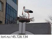 Аист в гнезде .г. Ейск, Краснодарский край (2024 год) Редакционное фото, фотограф хохрякова альбина накиповна / Фотобанк Лори