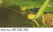 Beautiful demoiselle (Calopteryx virgo) is a European damselfly belonging to the family Calopterygidae. It is often found along fast-flowing waters where it is most at home. Стоковое видео, видеограф Андрей Армягов / Фотобанк Лори
