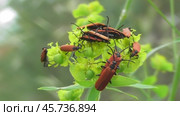 Краснокрыл алый или кровавый Lygistopterus sanguineus. Стоковое видео, видеограф Александр Мамонтов / Фотобанк Лори