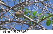 Варакушка Luscinia svecica. Стоковое видео, видеограф Александр Мамонтов / Фотобанк Лори