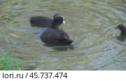 Лысуха кормит птенцов Fulica atra. Стоковое видео, видеограф Александр Мамонтов / Фотобанк Лори