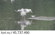 Чайки Хохотуньи Larus cachinnans на пруду в парке Царицыно. Стоковое видео, видеограф Александр Мамонтов / Фотобанк Лори