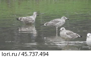 Чайки Хохотуньи Larus cachinnans на пруду в парке Царицыно. Стоковое видео, видеограф Александр Мамонтов / Фотобанк Лори