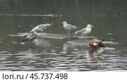Чайки Хохотуньи Larus cachinnans на пруду в парке Царицыно. Стоковое видео, видеограф Александр Мамонтов / Фотобанк Лори