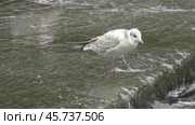 Чайки Хохотуньи Larus cachinnans на пруду в парке Царицыно. Стоковое видео, видеограф Александр Мамонтов / Фотобанк Лори