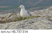 Чайки Хохотуньи Larus cachinnans. Стоковое видео, видеограф Александр Мамонтов / Фотобанк Лори