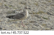 Чайки Хохотуньи Larus cachinnans. Стоковое видео, видеограф Александр Мамонтов / Фотобанк Лори